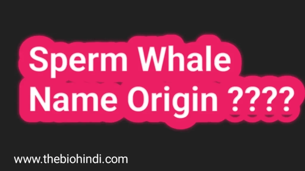 Sperm Whale Name Origin