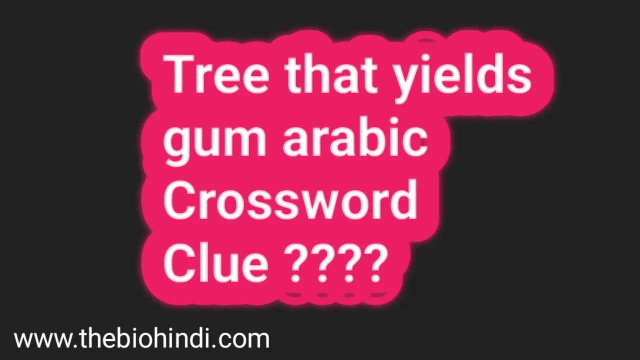 Trees that yields gum arabic Crossword Clue